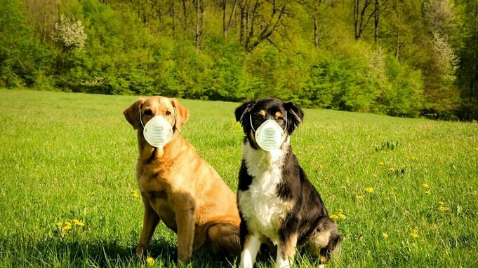 Le Malattie Degli Animali Domestici Piu Comuni E Costose Per Cani E Gatti